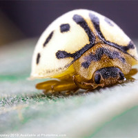 Buy canvas prints of white ladybird by Craig Lapsley