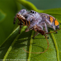 Buy canvas prints of jumping spider with prey by Craig Lapsley