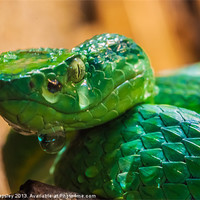 Buy canvas prints of green tree pit viper by Craig Lapsley