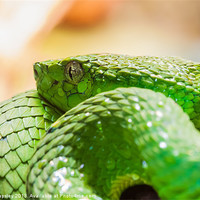 Buy canvas prints of green snake coiled up by Craig Lapsley