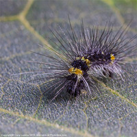 Buy canvas prints of Hairy caterpillar on a leaf by Craig Lapsley