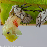 Buy canvas prints of treehopper emerges from nymph by Craig Lapsley