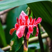 Buy canvas prints of Torch ginger flower by Craig Lapsley