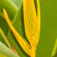 Buy canvas prints of Yellow Heliconia clinophila by Craig Lapsley