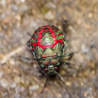 Buy canvas prints of colorful beetle by Craig Lapsley