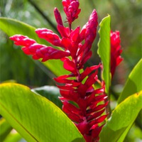 Buy canvas prints of red ginger flowers by Craig Lapsley