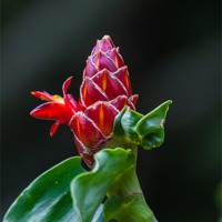 Buy canvas prints of red ginger flower by Craig Lapsley