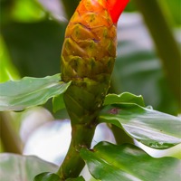 Buy canvas prints of flowering ginger plant by Craig Lapsley