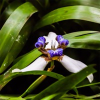 Buy canvas prints of tiny wild orchid on the forest floor by Craig Lapsley
