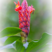 Buy canvas prints of flowering ginger stem by Craig Lapsley