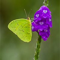 Buy canvas prints of Green Butterfly by Craig Lapsley