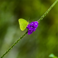 Buy canvas prints of tropical green butterfly by Craig Lapsley