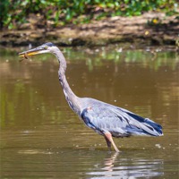Buy canvas prints of Great blue Heron eating a crayfish by Craig Lapsley