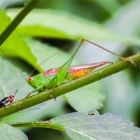 Buy canvas prints of grasshopper meets cricket by Craig Lapsley