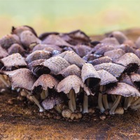 Buy canvas prints of Toadstools and fungi by Craig Lapsley