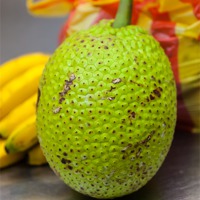 Buy canvas prints of soursop or Guanabana by Craig Lapsley