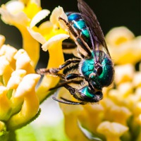 Buy canvas prints of blue green bee by Craig Lapsley