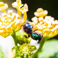 Buy canvas prints of green and blue bee by Craig Lapsley
