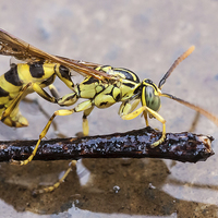 Buy canvas prints of Wet Wasp by Craig Lapsley
