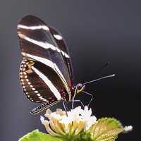 Buy canvas prints of Tropical butterfly by Craig Lapsley
