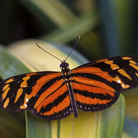 Buy canvas prints of orange and black butterfly by Craig Lapsley