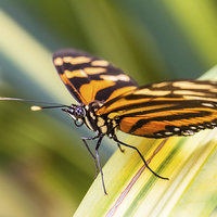 Buy canvas prints of close up of orange tiger butterfly by Craig Lapsley