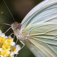 Buy canvas prints of close up of a pale white butterfly feeding by Craig Lapsley