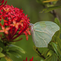 Buy canvas prints of Pale green butterfly by Craig Lapsley