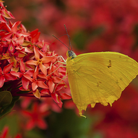 Buy canvas prints of Pretty yellow butterfly by Craig Lapsley