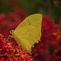 Buy canvas prints of delicate yellow butterfly by Craig Lapsley