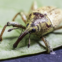 Buy canvas prints of long nosed weevil by Craig Lapsley