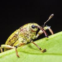 Buy canvas prints of long nosed weevil on a leaf by Craig Lapsley