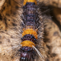 Buy canvas prints of little hairy caterpillar by Craig Lapsley