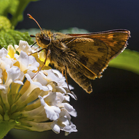 Buy canvas prints of small brown hairy butterfly by Craig Lapsley