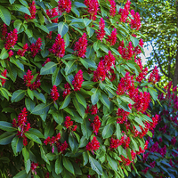 Buy canvas prints of Brazilian Red Cloak bush by Craig Lapsley
