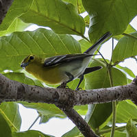 Buy canvas prints of yellow throated vireo by Craig Lapsley