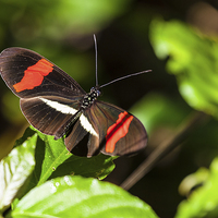 Buy canvas prints of postman butterfly in sunshine by Craig Lapsley