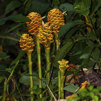 Buy canvas prints of wild shampoo ginger flowers by Craig Lapsley
