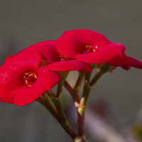 Buy canvas prints of crown of thorns flowers by Craig Lapsley