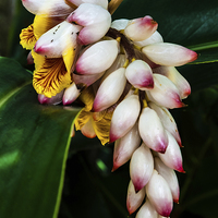 Buy canvas prints of white Ginger flowers by Craig Lapsley