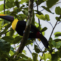 Buy canvas prints of chestnut-mandibled toucan by Craig Lapsley
