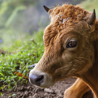 Buy canvas prints of young calf lying down by Craig Lapsley