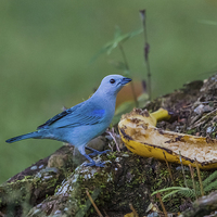 Buy canvas prints of blue gray tanager by Craig Lapsley