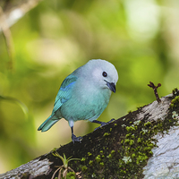 Buy canvas prints of blue gray tanager on a branch by Craig Lapsley