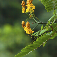 Buy canvas prints of yellow flowering tree by Craig Lapsley