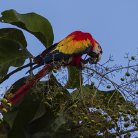 Buy canvas prints of Scarlet macaw eating by Craig Lapsley