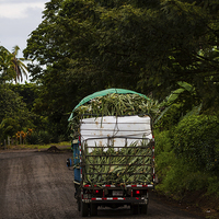 Buy canvas prints of pineapples on their way to market by Craig Lapsley