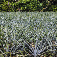 Buy canvas prints of pineapple field by Craig Lapsley