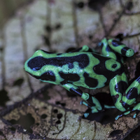 Buy canvas prints of Black and green poison dart frog by Craig Lapsley