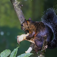 Buy canvas prints of Red squirrel eating by Craig Lapsley